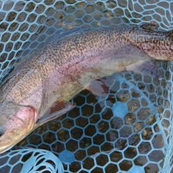 今シーズン3匹目のイトウをキャッチ！ ～フィッシングパーク高島の泉～